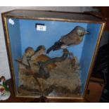 Victorian cased taxidermy scene of a stoat and a jay