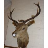 Victorian Stag's head with antlers