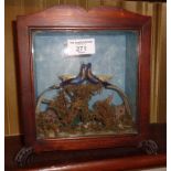 Victorian wooden cased and glazed diorama containing peacock type love birds with moss decoration