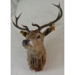 Victorian taxidermy mounted stag's head with antlers