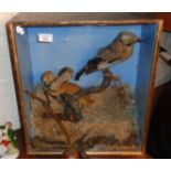 Victorian cased taxidermy scene of a stoat and a jay