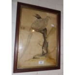 18th c. hand coloured engraving of a pied pheasant after William HAYES (1729-1799), 16" x 11"