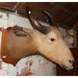 Victorian stuffed and mounted wildebeest head and neck