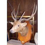 Victorian Stag's head, six-pointer