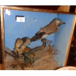 Victorian cased taxidermy scene of a stoat and a jay