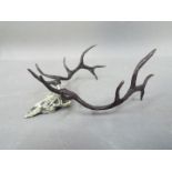 A bronze sculpture depicting the skull and antlers of a deer, Fred Boyer,