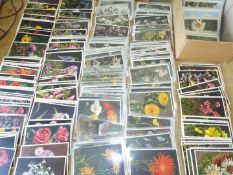 Deltiology - a collection in excess of 400 mid period postcards depicting flowers,