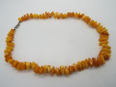 A string of egg yolk amber bead chips, approximately 54 cm length, clasp seized.