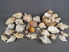 Conchology - A collection of sea shells, starfish and similar.