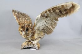 A taxidermy tawny owl on natural base, approximately 63 cm wingspan.