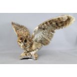 A taxidermy tawny owl on natural base, approximately 63 cm wingspan.