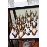 Collection of mounted antlers.