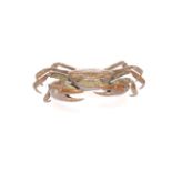 Japanese well modelled bronze crab, 11cm across.