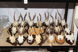 Collection of mounted antlers.