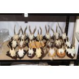 Collection of mounted antlers.