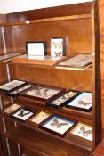 Collection of Lepidoptery specimens in fifteen frames.