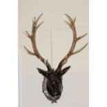 Composite model of stags head on shield style mount.