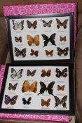 Two framed sets of lepidoptery specimens.