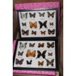 Two framed sets of lepidoptery specimens.