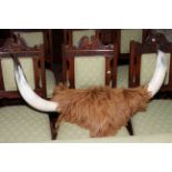 Buffalo horns and skin, 95cm by 30cm.