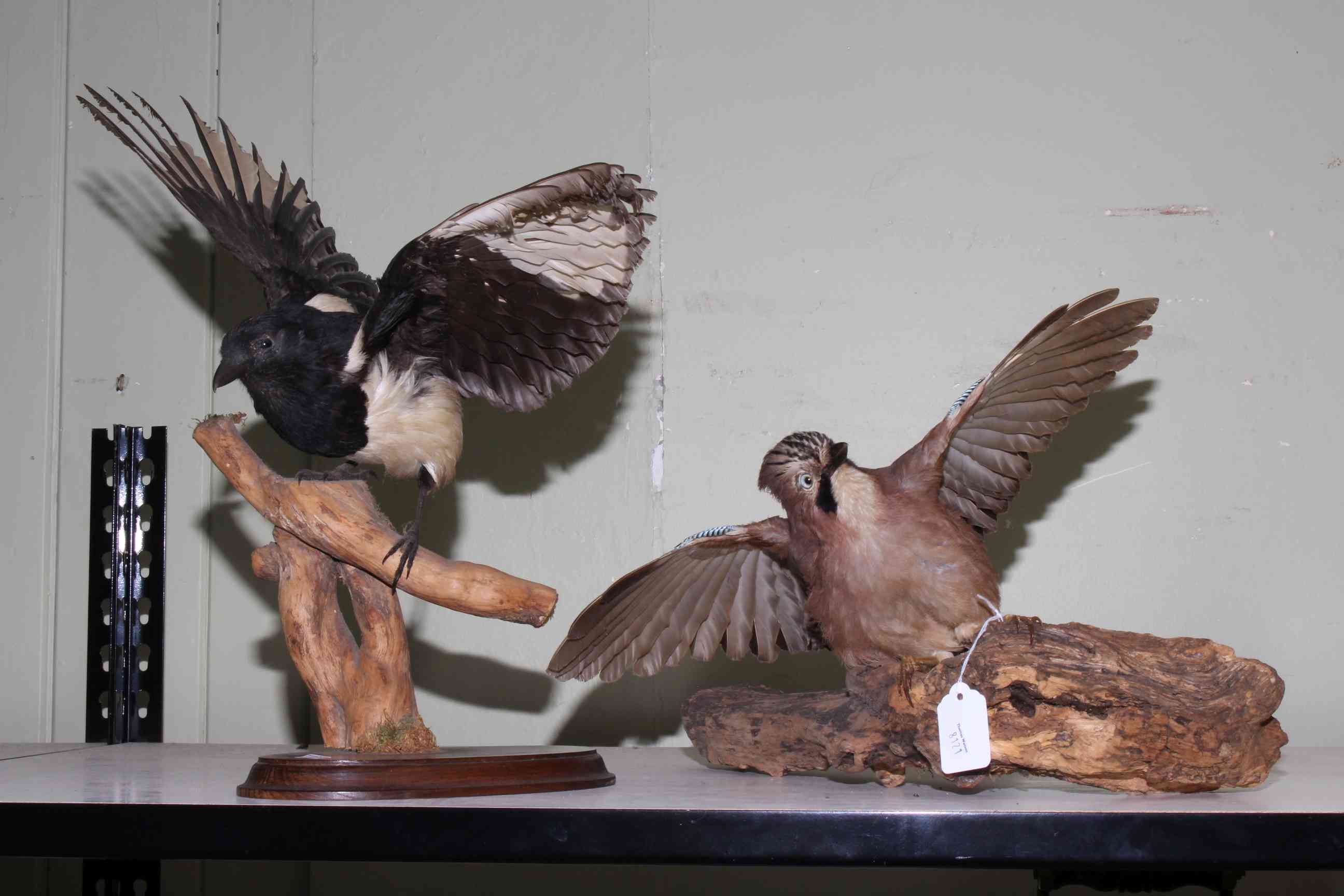 Taxidermy of a Jay and a Magpie, 30cm and 45cm high.