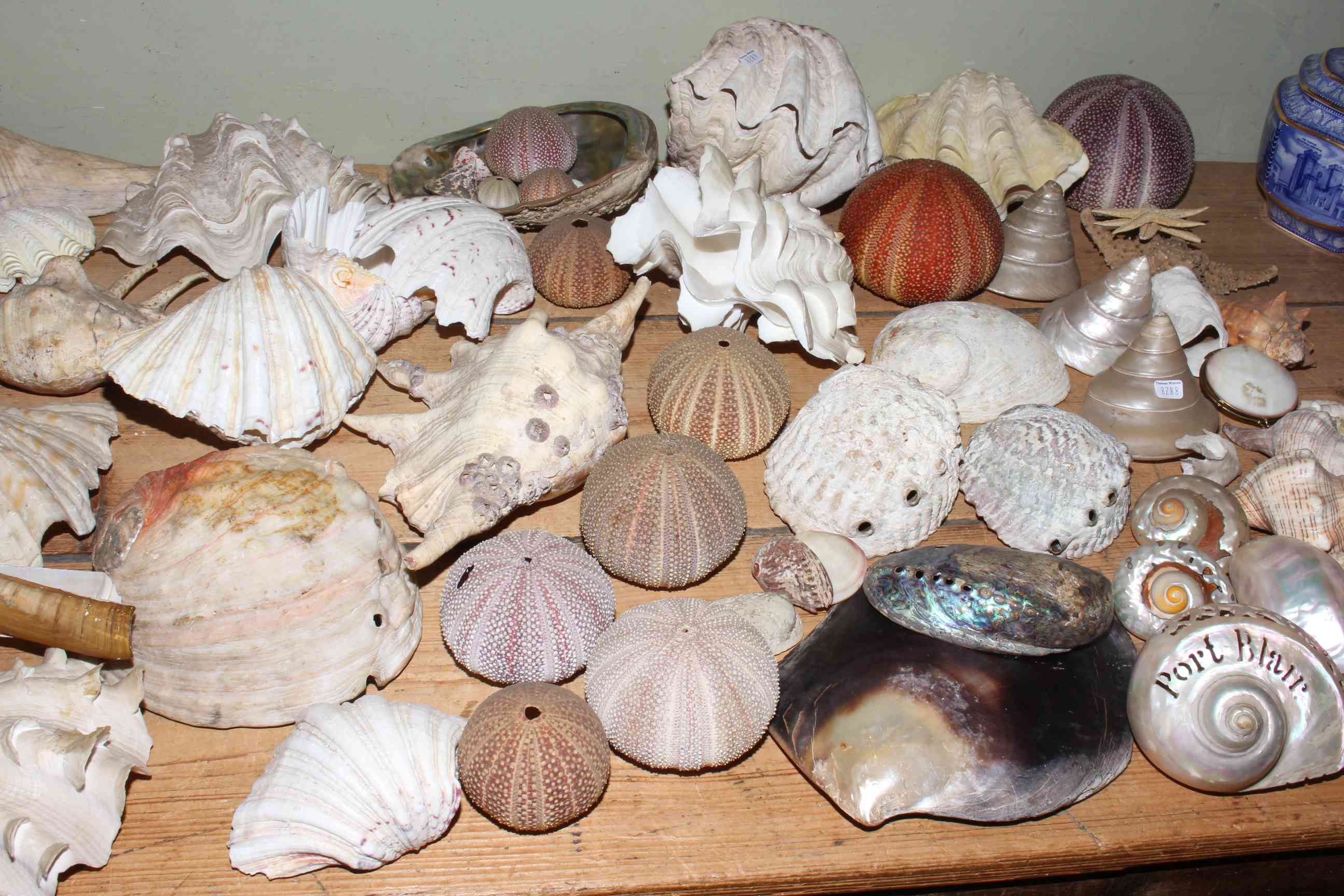 Natural History Conchology to include exotic sea shells, coral, clam shells, branch coral, conch, - Image 3 of 3