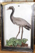 Taxidermy of a crane in display case, 86cm by 59cm by 29cm.
