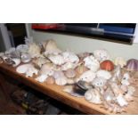 Natural History Conchology to include exotic sea shells, coral, clam shells, branch coral, conch,