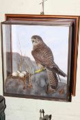 WITHDRAWN Taxidermy of Falcon in wall mountable display case.