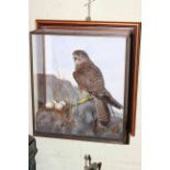 WITHDRAWN Taxidermy of Falcon in wall mountable display case.