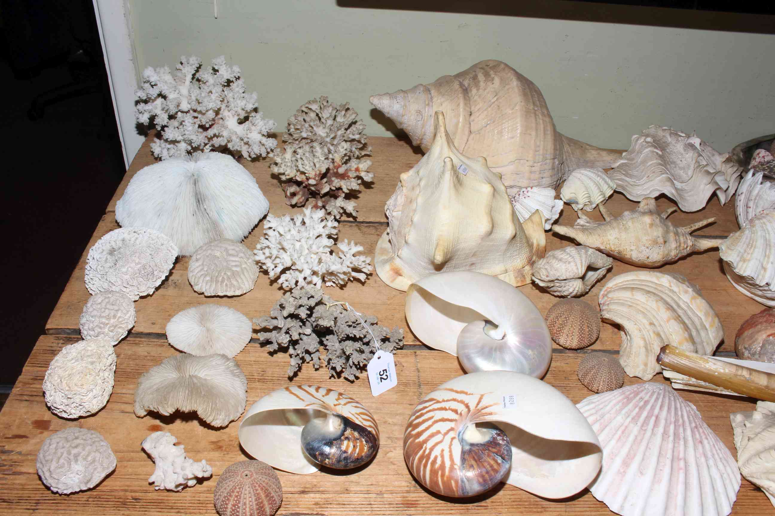 Natural History Conchology to include exotic sea shells, coral, clam shells, branch coral, conch, - Image 2 of 3