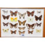 Cased collection of butterflies.