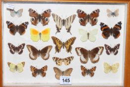 Cased collection of butterflies.