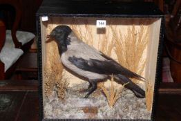 Taxidermy of a hooded crow in a glazed display cabinet.