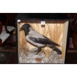 Taxidermy of a hooded crow in a glazed display cabinet.