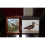 Two cased taxidermy specimens, Kingfisher and Snipe, one with wall bracket.