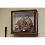 Cased taxidermy of a male and female grey partridge.