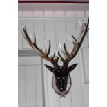 Composite model of stags head on shield style mount.