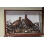 Cased taxidermy of a male and female red grouse.