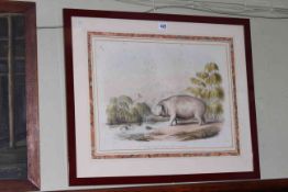 William Cornwallis Harris, The Hippopotamus, 19th Century lithograph in glazed frame,