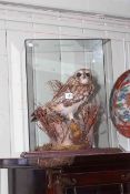 Taxidermy of a tawny owl in case, 50cm.