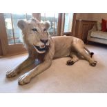 Taxidermy, Male African Lion, Panthera Leo from Zimbabwe (with Cites certificates)