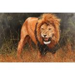 Steve Burgess ARR Framed oil on board, signed 'Male Lion, Who's the Daddy?' 80cm x 121cm