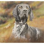 Alan M Hunt (British born 1947) ARR Oil on canvas, signed 'Portrait of a Gun Dog' 50cm x 50cm