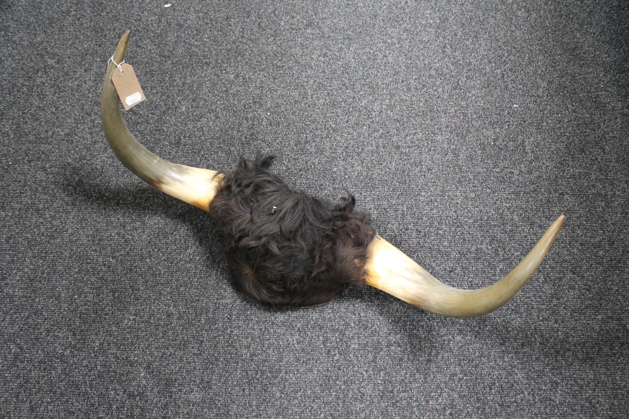 A pair of cow horns