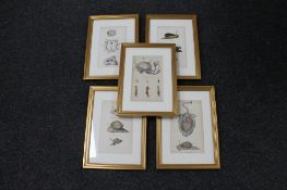 Five framed colour plates depicting sea creatures and mollusks