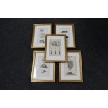 Five framed colour plates depicting sea creatures and mollusks