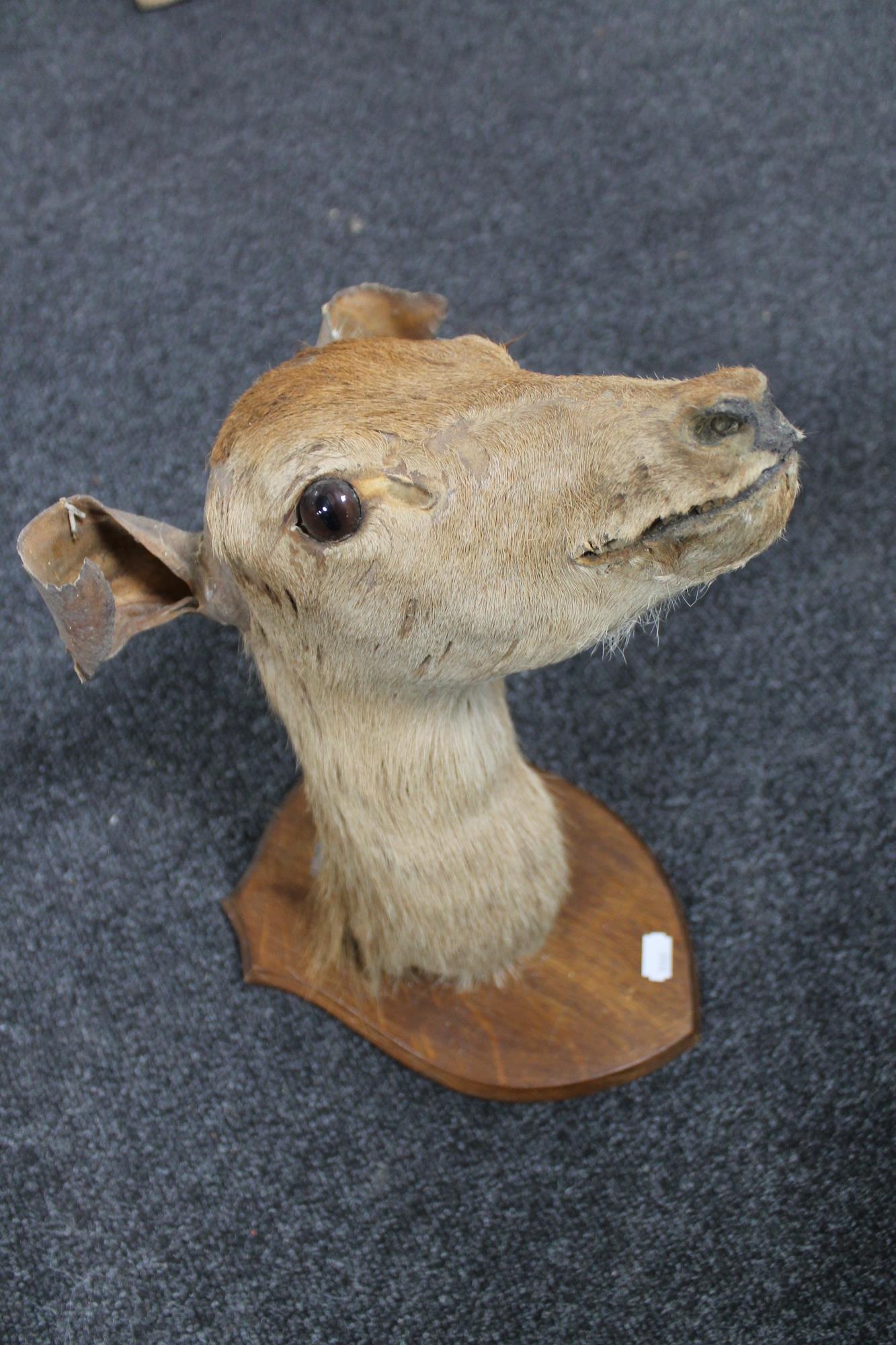 A taxidermy deer head mounted on a shield