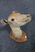 A taxidermy deer head mounted on a shield