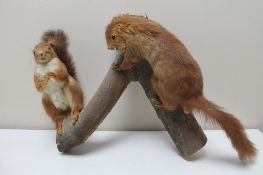 Two taxidermy red squirrels on a branch